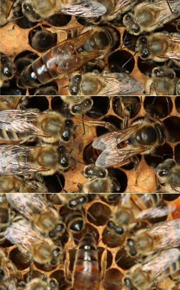 Bienenknigin bei der Eiablage